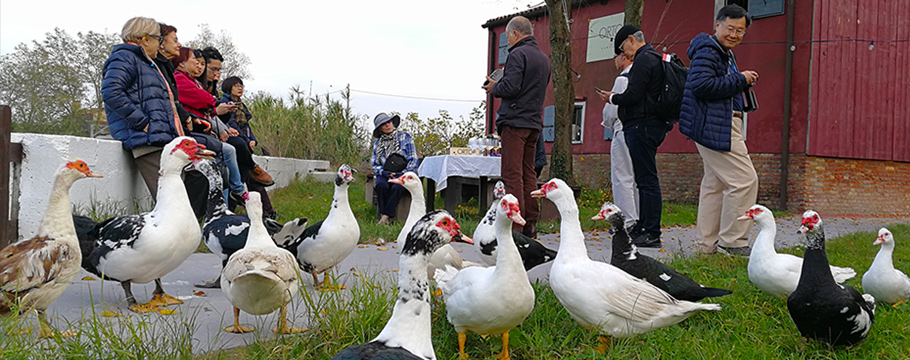Would it even cross your mind to do some wine-tasting in the company of ducks and geese? On one of the little-visited islands of the Venetian Lagoon, no less! Sant'Erasmo wine-tasting