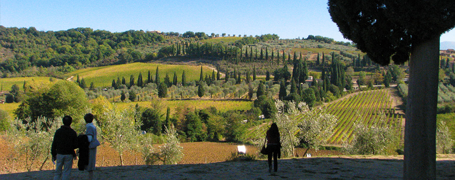 Experience marvellous scenery off the beaten track the way you want it Vineyards and olive farms in Val d'Orcia