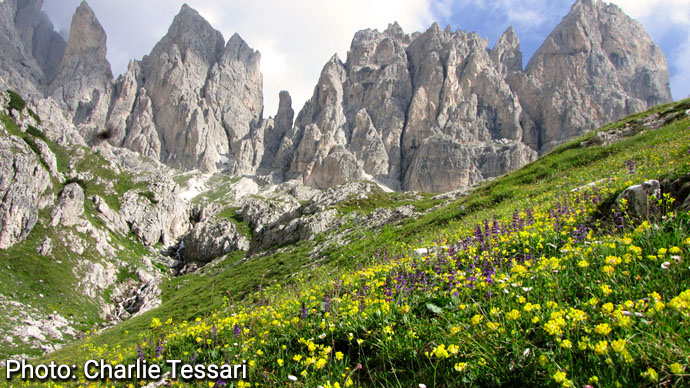 Mountain flowers