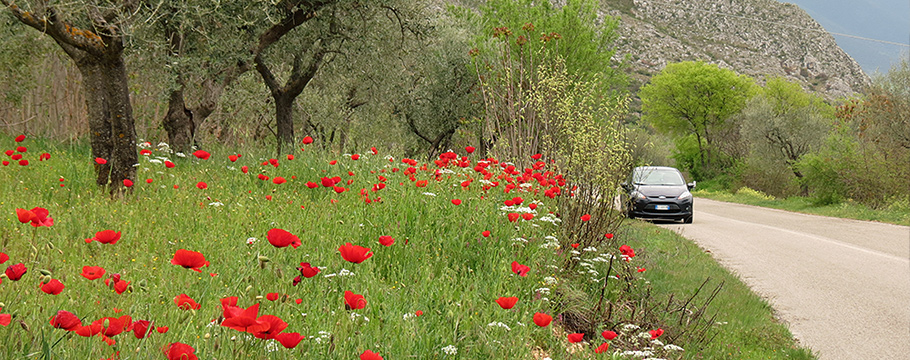 Slow down and relax among the wildflowers. Poppies