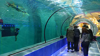 See one of the deepest dive pools on earth.
