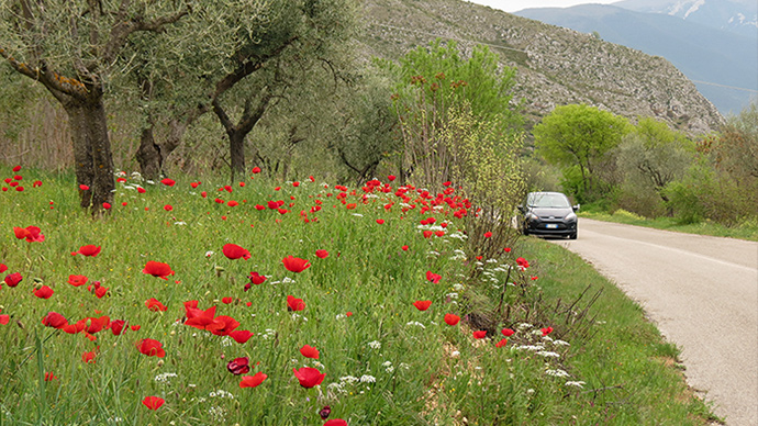 Have a picnic amid wildflowers in the countryside Poppies