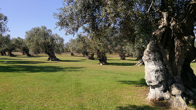 Spend the night surrounded by centuries-old olive trees. Puglia Olives