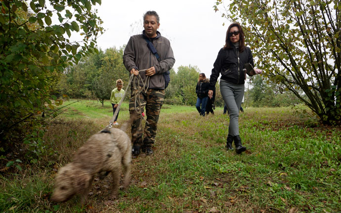 Hunting for truffles with a real trufolao and his trusty truffe dog. Truffle Hunt